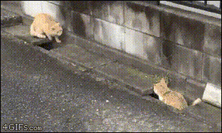 Интересно - 50 GIF-доказательств, что коты — чертовски весёлые ребята