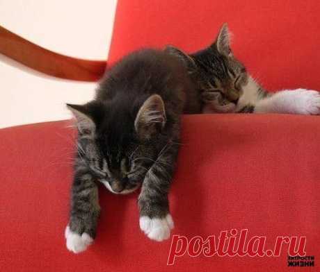 Эффективное средство от меток котов.

1 бутылочка (16 гр) перекиси водорода
1 ст.л. соды
1 ч.л. жидкого средства для мытья посуды

Получается довольно густой и тягучий состав, распылять его не получится, поэтому просто наливайте в лоток и разводите немного водой. А если обрабатывать поверхности, то просто налейте на тряпочку или губку.