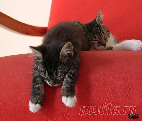 Эффективное средство от меток котов.

1 бутылочка (16 гр) перекиси водорода
1 ст.л. соды
1 ч.л. жидкого средства для мытья посуды

Получается довольно густой и тягучий состав, распылять его не получится, поэтому просто наливайте в лоток и разводите немного водой. А если обрабатывать поверхности, то просто налейте на тряпочку или губку.