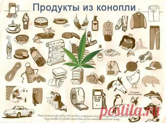 Забытое золото России — конопля | Дачный участок
