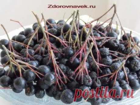 Черноплодная рябина лечебные свойства