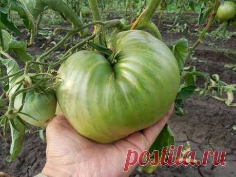 Минусинский сердцевидный