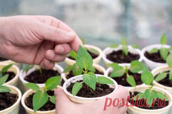 Признаки голодания рассады
 Светлеют нижние листья, причем не одна пара – недостаток азота. Это не самое страшное явление, в период активного роста такое может происходить, особенно у 