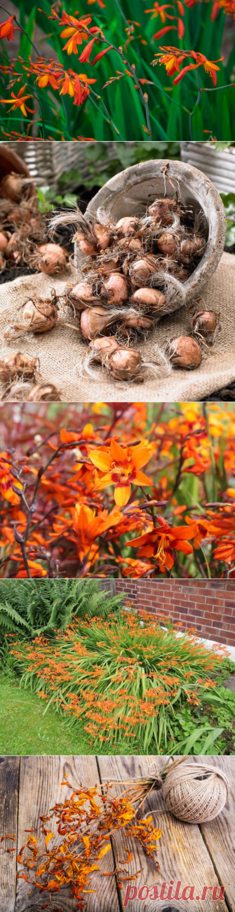 Крокосмия (монтбреция): посадка, выращивание и размножение, сорта