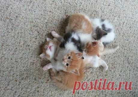 Клубок сонных котят