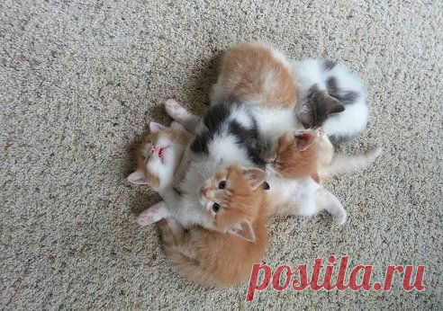 Клубок сонных котят