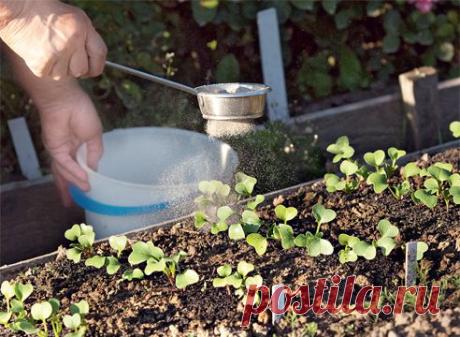 Удобрение от костра - 6 соток