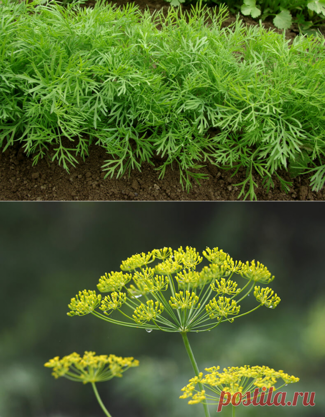 Как вырастить укроп кустом, а как - зонтиком