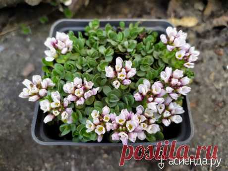 Мои первоцветы :) и просыпание остальных цветов: Группа Клумбы и цветники