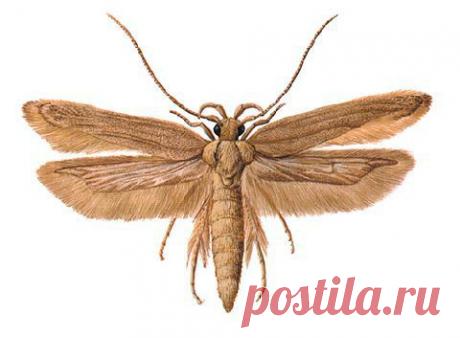 Найти и уничтожить. Моль в шкафу — Делимся советами