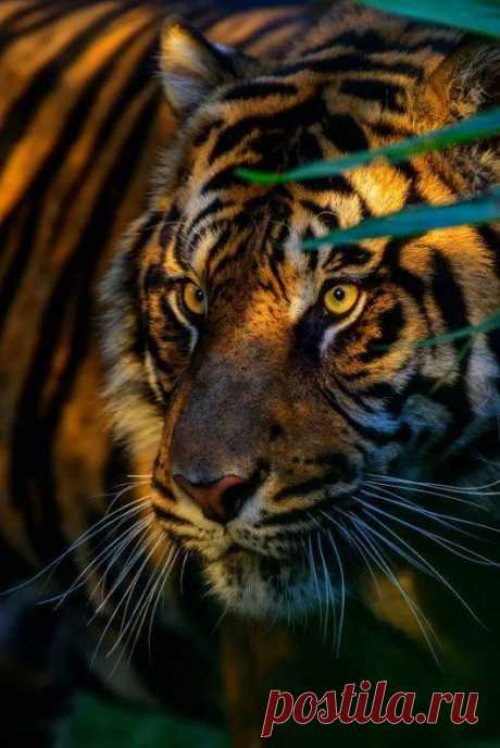 Animals - Google+