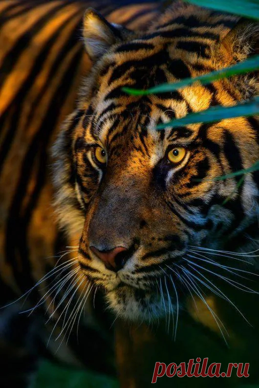 Animals - Google+