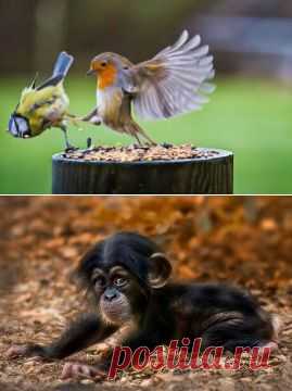 (99) Одноклассники