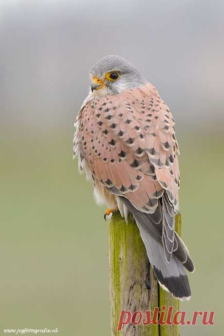 Kestrel/ Torenvalk | Beautiful Birds and flight