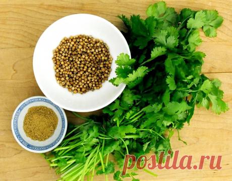 Волшебный кориандр Для многих кориандр – это всего лишь специя, которую добавляют в блюдо. И то не для всех. Некоторые и вовсе ее путают с петрушкой. И хотя в народе кориандр и кличут «китайской петрушкой», тем не менее эти травы существенно отличаются друг от друга...