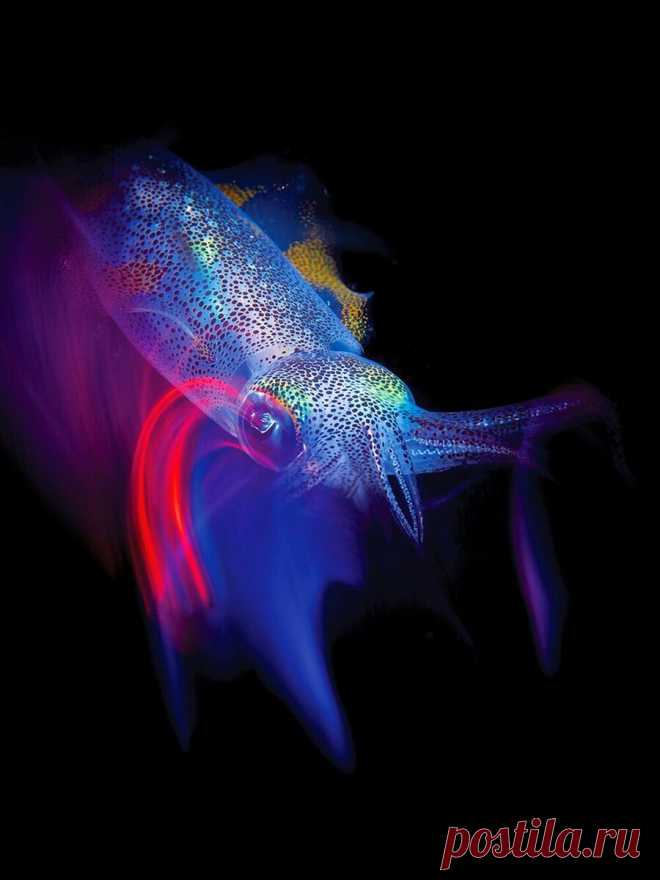 Удивительный подводный мир и его обитатели: лучшие фото года, часть 2  ― «Аквариумистика»
В первом выпуске мы рассказали о самых необычных и красивых представителях подводного мира.
Сегодня речь пойдет о морских обитателях, которые обитают в пресноводных водоемах.
Эти животные также очень интересны и красивы.
Но не стоит забывать, что они могут быть опасны.
Поэтому, прежде чем их брать в руки, стоит подумать.
А лучше всего изучить их повадки и поведение, чтобы вы могли с легкостью отличить опа…