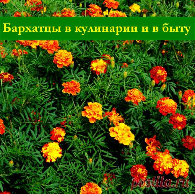 Бархатцы в кулинарии и в быту