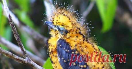 Серая аулия: птица, которая филигранно прикидывается то ли гусеницей, то ли... Трампом!