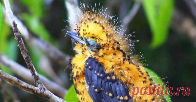 Серая аулия: птица, которая филигранно прикидывается то ли гусеницей, то ли... Трампом!