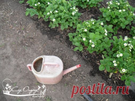 Все о подкормках. Эффективные микроорганизмы (ЭМ) были созданы японским ученым…