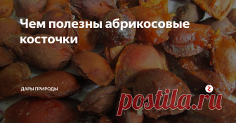 Чем полезны абрикосовые косточки Абрикосовые косточки приятно считать отходами и выбрасывать их. Но ведь никто не знает, что их ядра могут принести пользу организму. Хотя иногда и приносят вред. Но большинство людей, которые любят абрикосы, даже не могут догадываться, что их возможно применять в полезных целях.
Состав
В таких отходах содержатся витамины группы B17 и РР. При этом очень большое количество минеральных веществ может