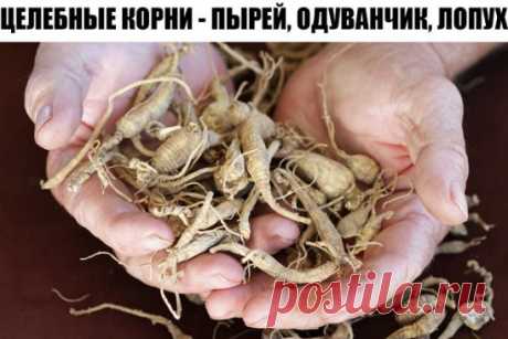Целебные корни.