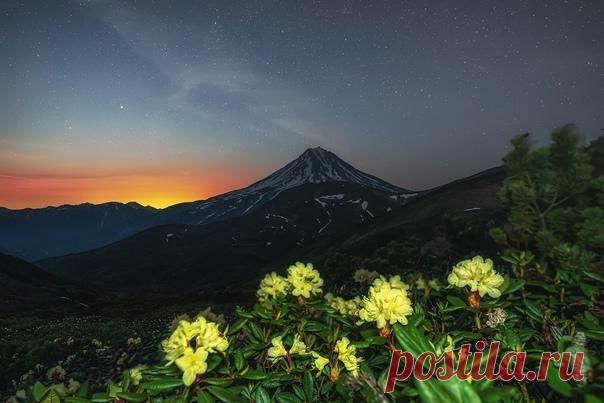 Золотистый рододендрон на фоне Вилючинского вулкана и звездной россыпи. За снимок спасибо Алексею Юницыну. Доброй ночи.