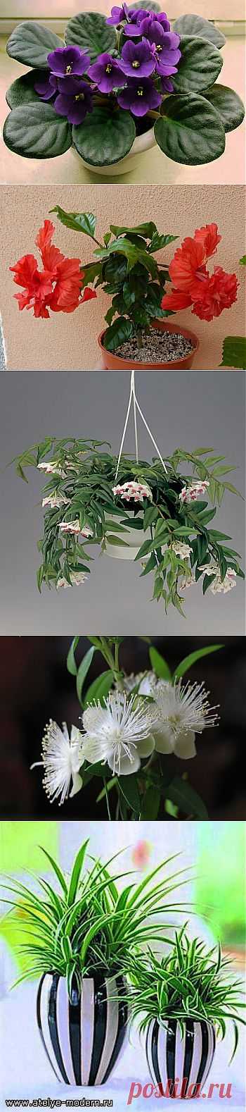 10 комнатных растений семейного счастья: .