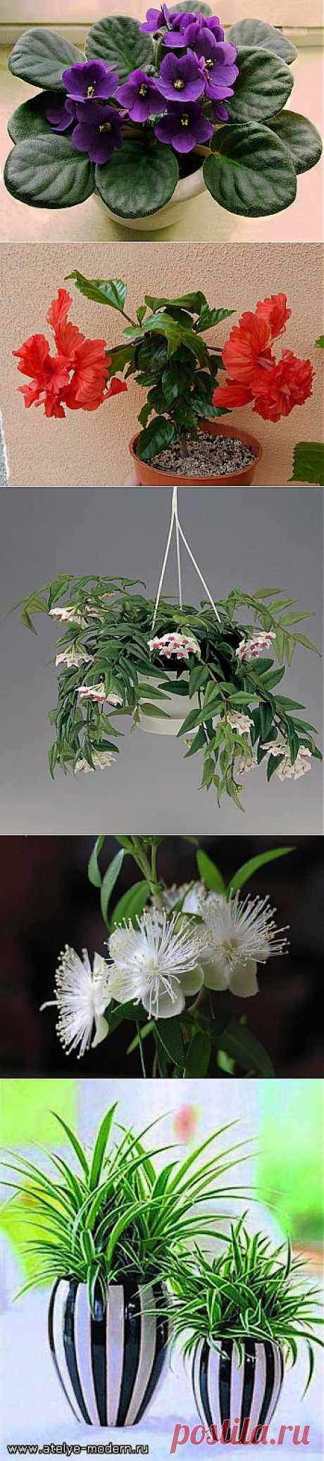 10 комнатных растений семейного счастья: .