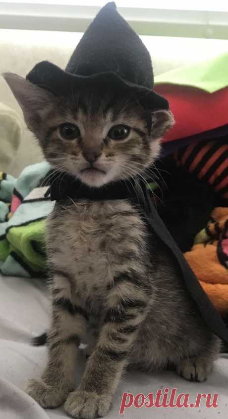 Kitty