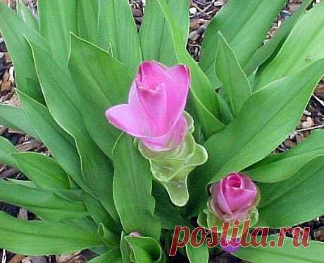 Куркума, Curcuma, свойства, применение, описание растения, масло, пряность куркума.
