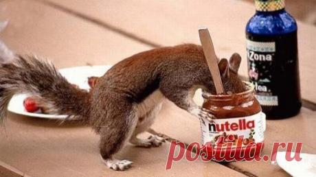 Нутелла домашняя.