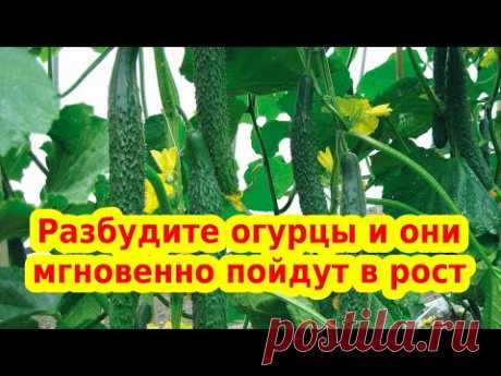 РАЗБУДИТЕ ОГУРЦЫ И ОНИ МГНОВЕННО ПОЙДУТ В РОСТ