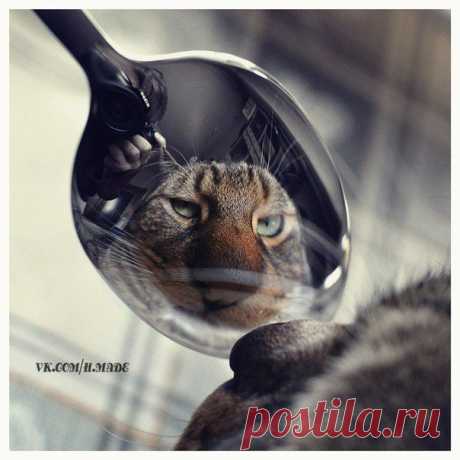 Опять хозяин дурью мается.