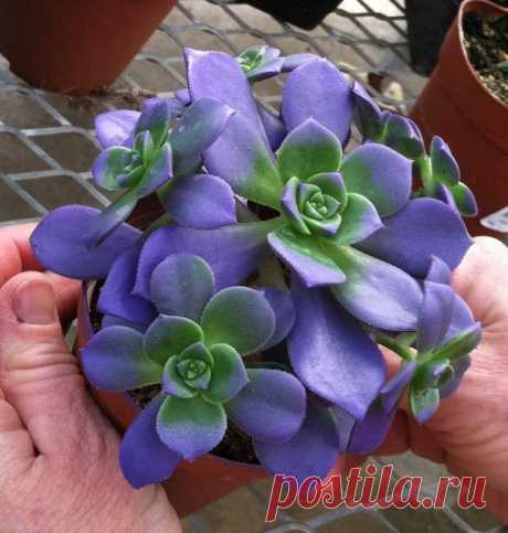 Найдено на сайте petaltalk-jean.com.