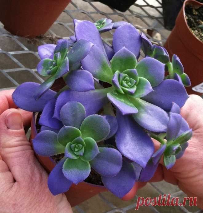 Найдено на сайте petaltalk-jean.com.