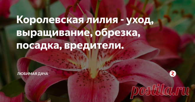 Королевская лилия - уход, выращивание, обрезка, посадка, вредители. Лилия – наверное, это самое прекрасное и удивительное нежное растение, украшающее сад. С давних времён лилии высоко ценились, а во Франции Белая лилия была символом чистоты и благородства, изображения лилии украшали родовые гербы королевской семьи и самых знатных вельмож. Лилии относятся к многолетним луковичным травам.
Наземная часть лилии состоит из прочного стебля, на котором располагаются ланц