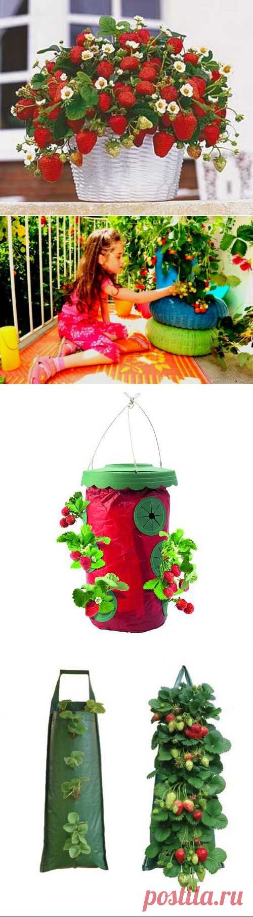Как вырастить клубнику на балконе: красивые идеи и советы