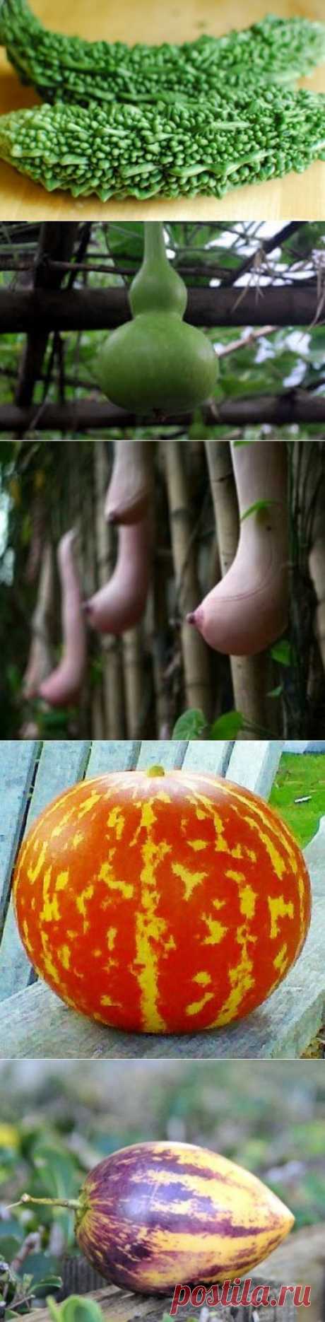 Таких дынь вы точно не видели