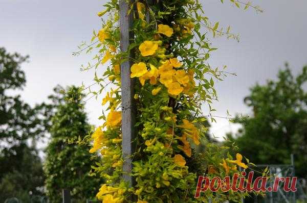 Как создать эффектные вертикали в саду: 4 экзотические лианы для забора или беседки