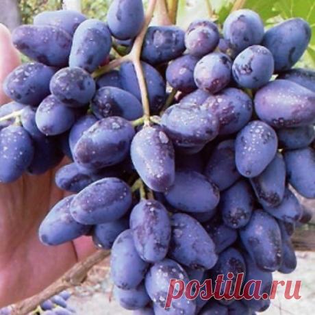 Виноград Монарх: описание сорта, фото, отзывы
