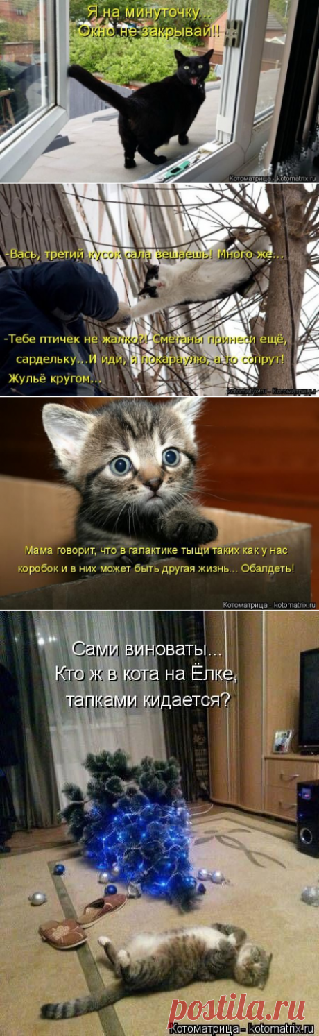 Самые смешные котоматрицы в этом году / Питомцы