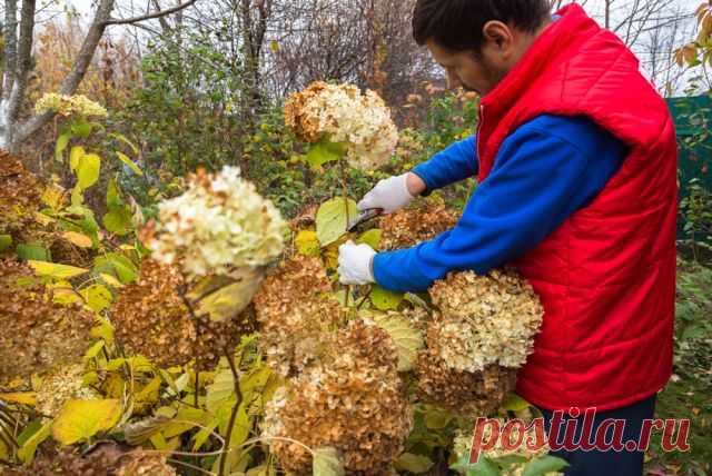 Искусно и на пользу. Обрезаем и укрываем гортензии Красивейшее растение сада нуждается в обрезке дважды в год: осенью и весной. Не пропустите это важное мероприятие, чтобы весной обеспечить ему пышное цветение.