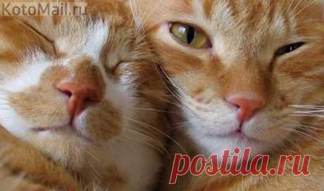 Бродяга! | KotoMail.ru