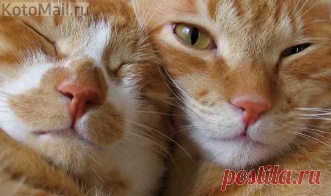 Бродяга! | KotoMail.ru
