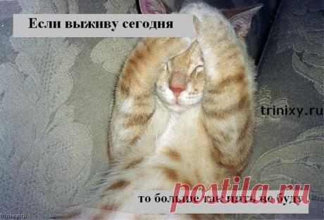 Как избежать тяжелого похмелья - Экологическое землетворчество | Экологическое землетворчество