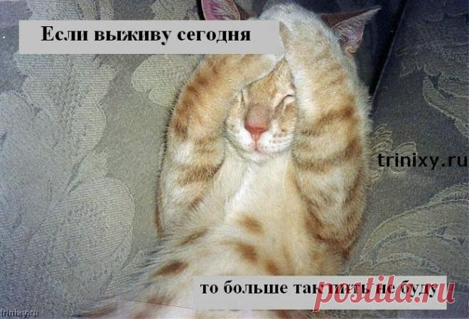 Как избежать тяжелого похмелья - Экологическое землетворчество | Экологическое землетворчество