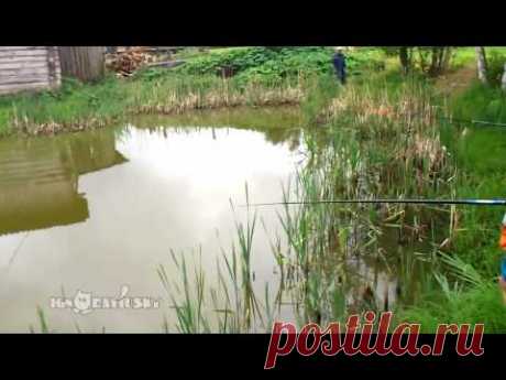 Ambush fishing / Засада на рыбалке