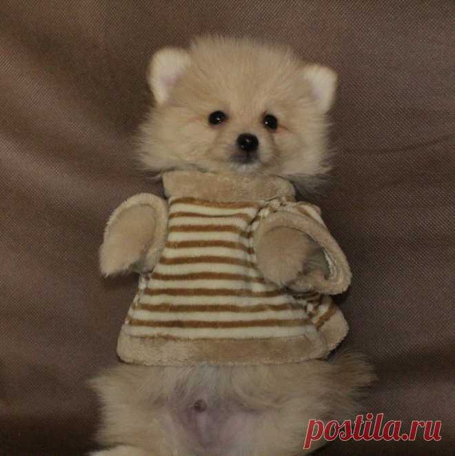 МАТРОСКИН