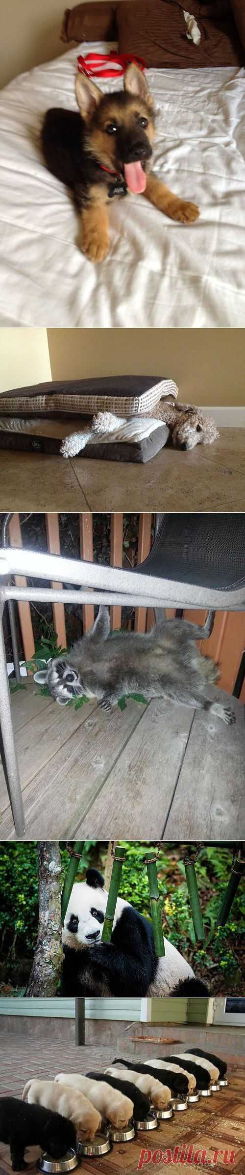 �������������� � �������� �������� (36 ����)ОЧАРОВАТЕЛЬНЫЕ ЖИВОТНЫЕ